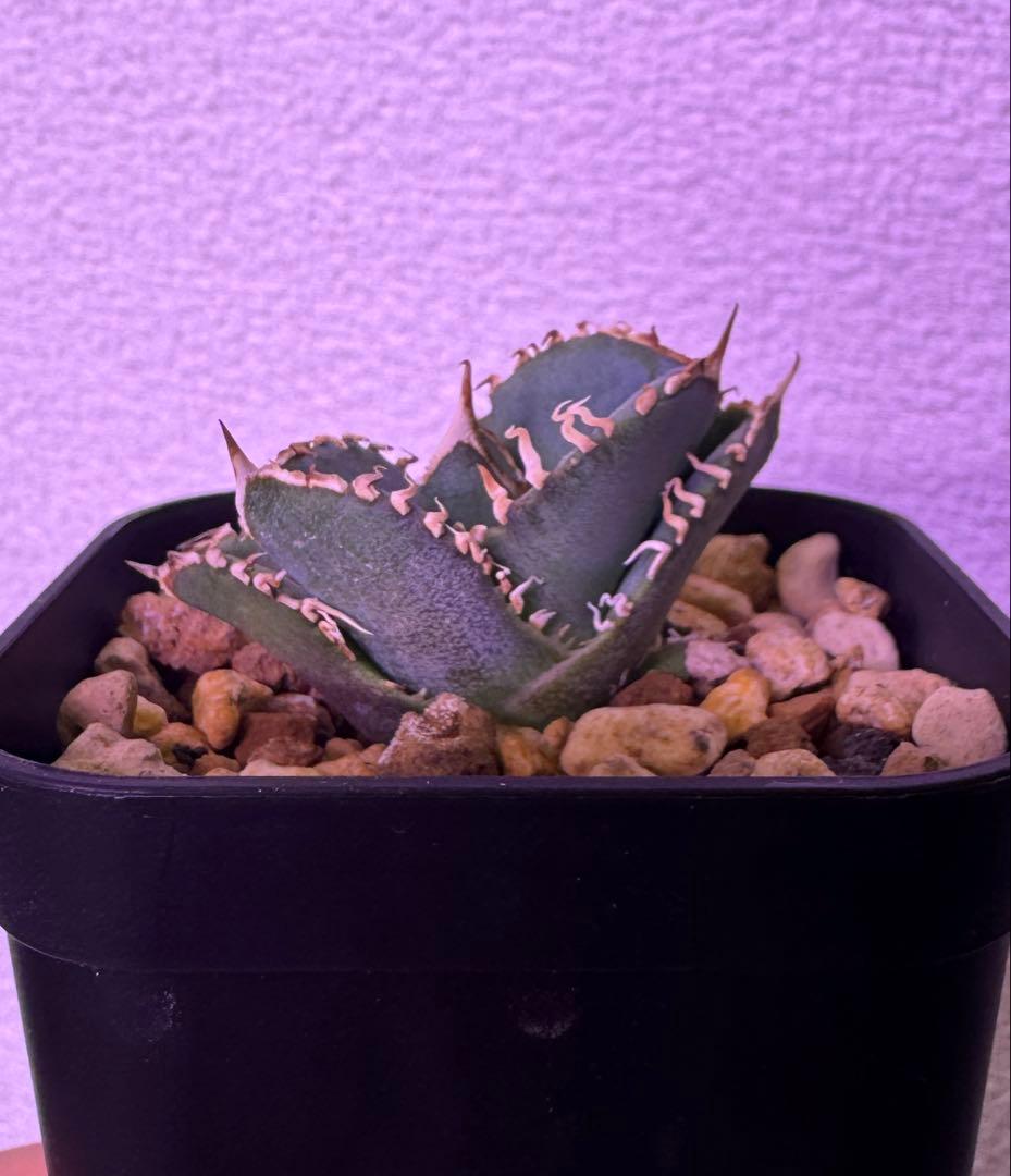 アガベ　Sierra Mixteca Extra White Thorn