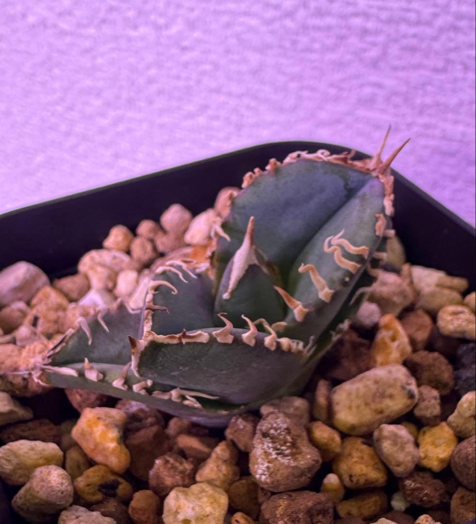 アガベ　Sierra Mixteca Extra White Thorn