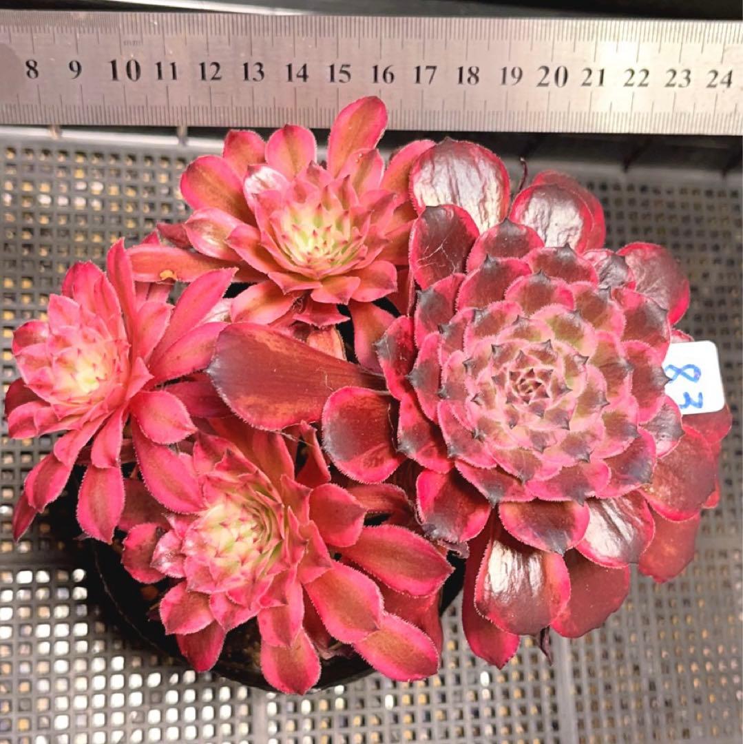 83#多肉植物❤️アエオニウム錦❤️水墨畫❤️仙墨❤️1大頭3小頭18cm 鉢土付き出荷