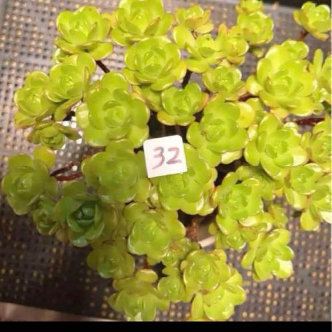 32#多肉植物アエオニウム錦❤️ サンデルシ— ❤️ 40-50頭19cm 拔き苗