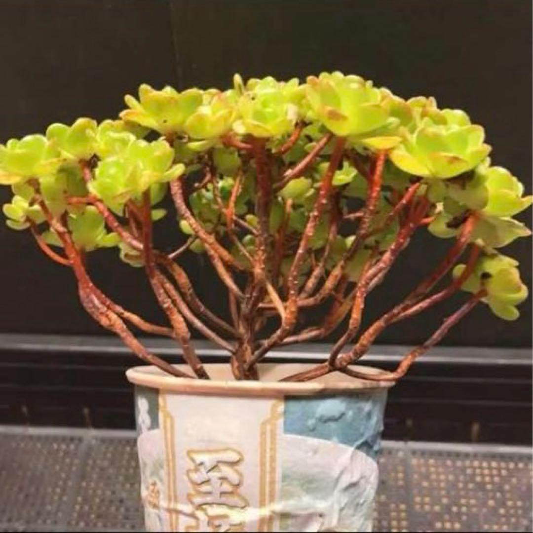 32#多肉植物アエオニウム錦❤️ サンデルシ— ❤️ 40-50頭19cm 拔き苗