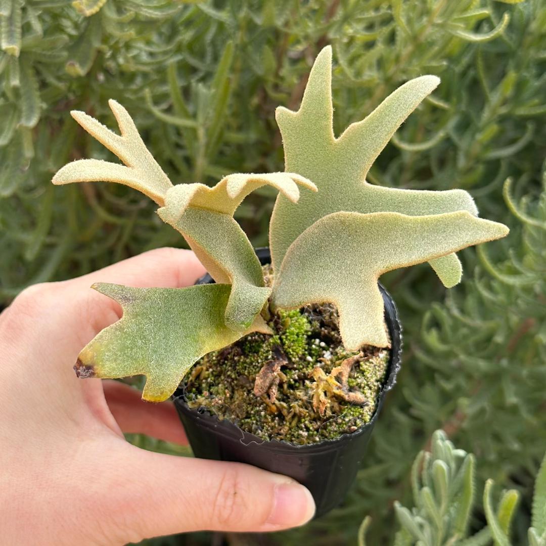 P. willinckii ’Jenny’ TC 219