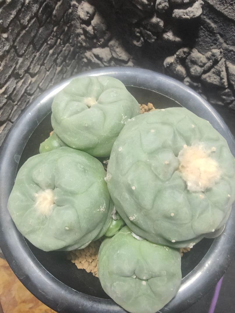 サボテン　ロホホラ　ディフューサ　翠冠玉　群生株