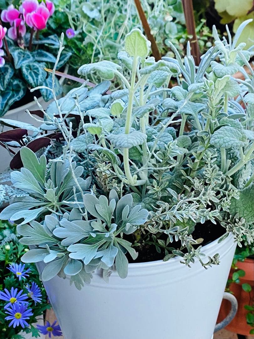 【シルバープリンス コウム 原種シクラメン】シルバーリース寄植え