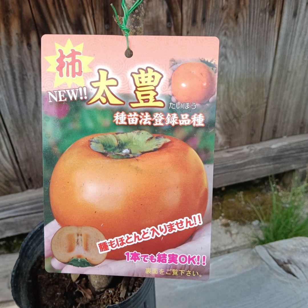 完全甘柿 大豊／苗木／正規品 商品タグ／証明書付き