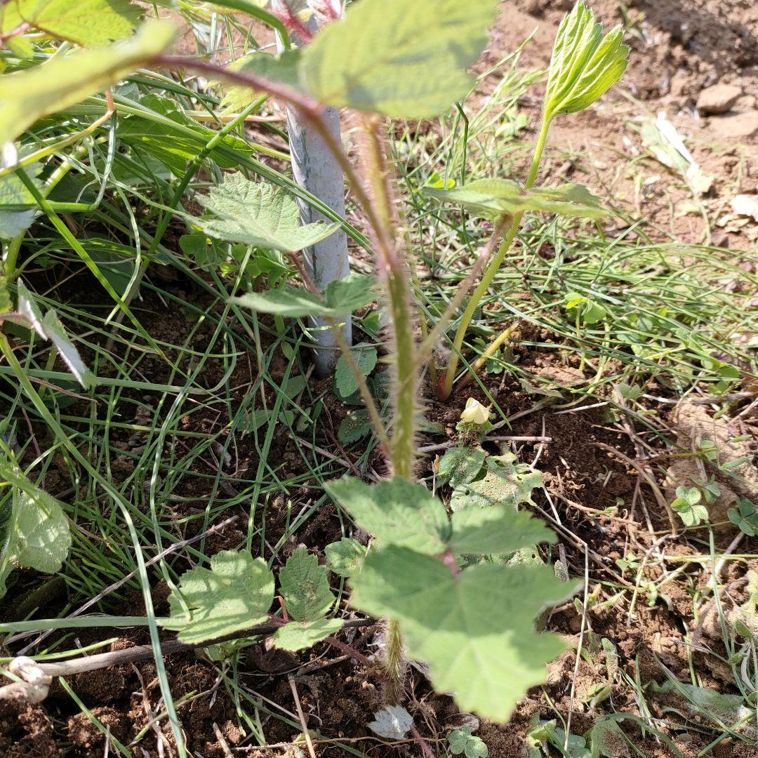 木苺苗　3株
