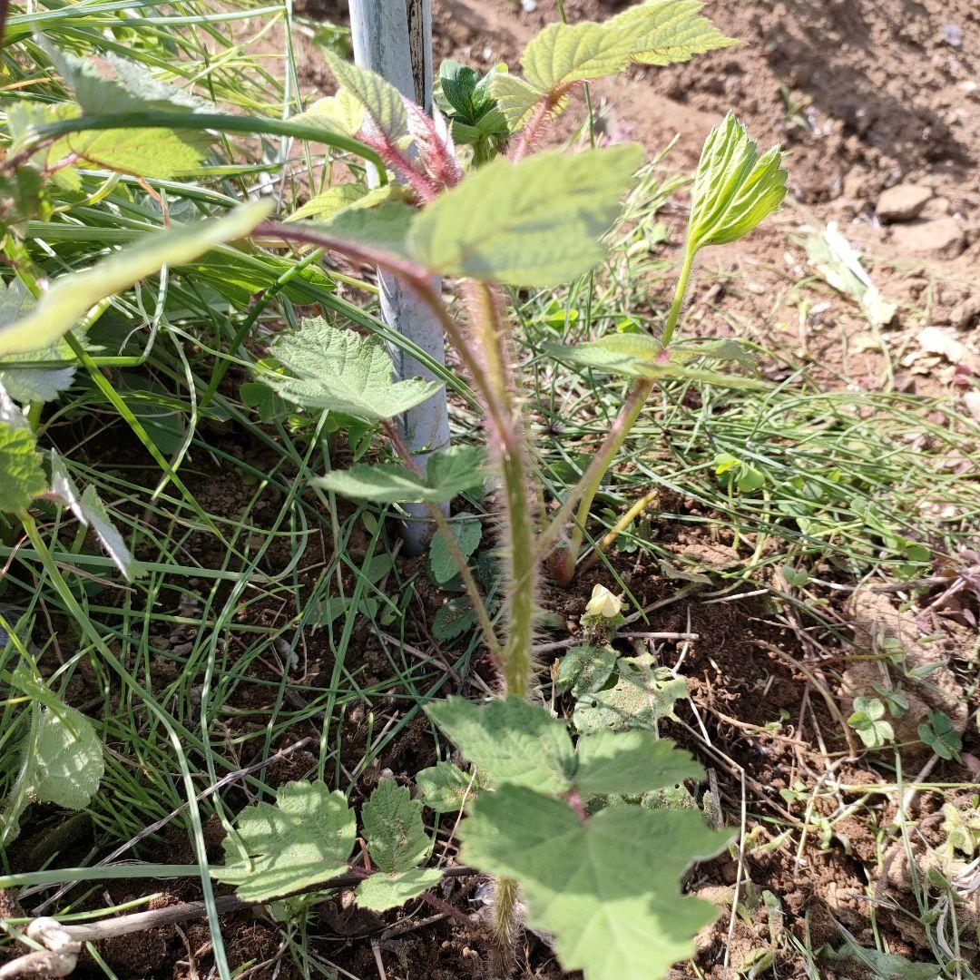 木苺苗　3株