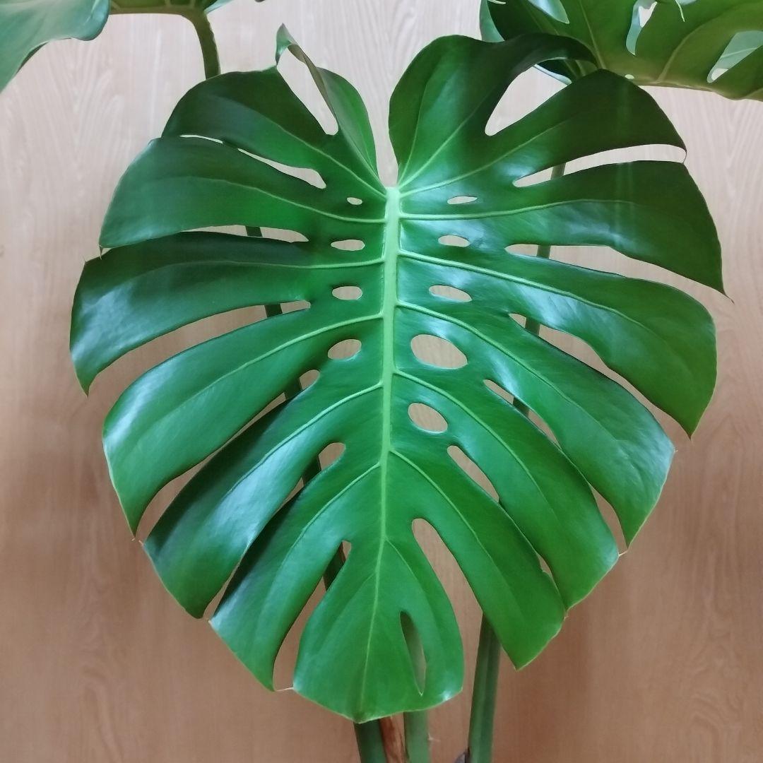 モンステラ 観葉植物 大きな葉３枚 8号鉢 鉢ごと発送　インテリア