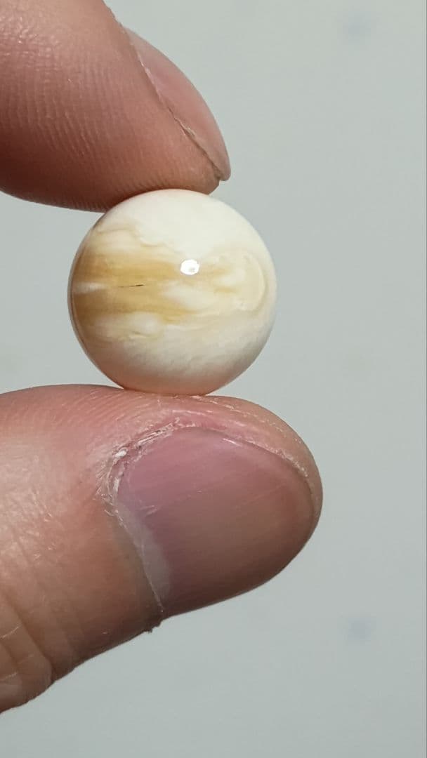 マッコウ鯨 牙玉 鯨歯玉 標本 緒締 根付 約14.5㎜