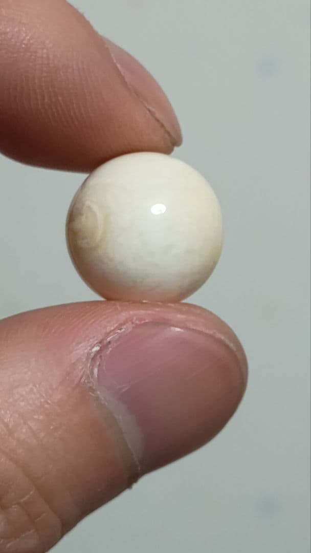 マッコウ鯨 牙玉 鯨歯玉 標本 緒締 根付 約14.5㎜