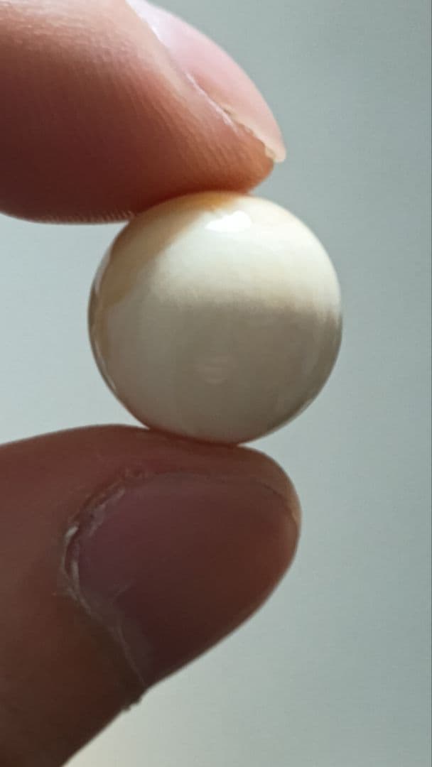マッコウ鯨 牙玉 鯨歯玉 標本 緒締 根付 約14.5㎜