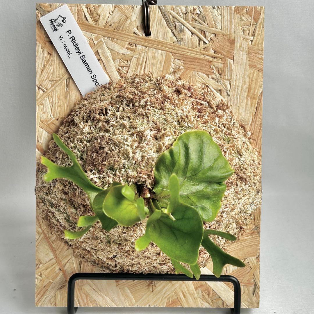 P. Ridleyi Saman Sporeling【4】