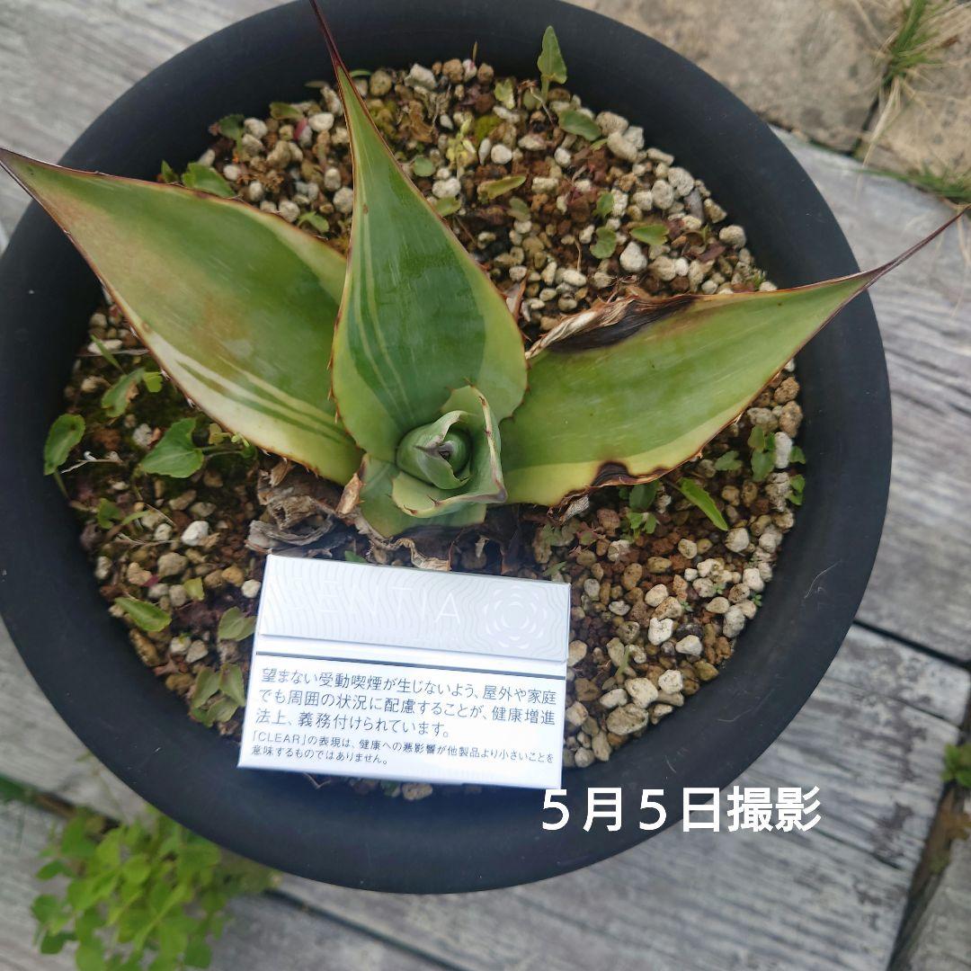 アガベキラー
