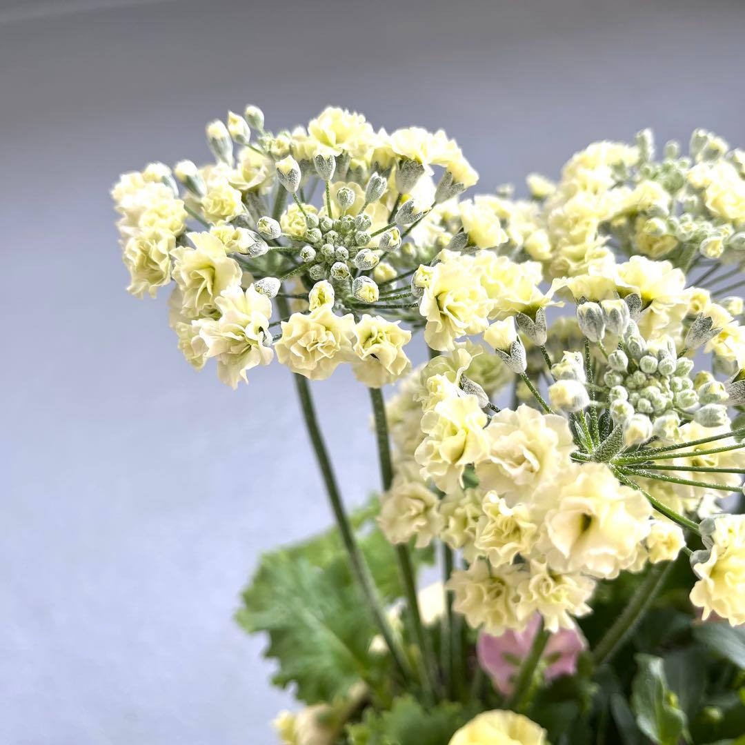八重咲きチューリップ＊春色イエローの寄せ植え/テラコッタ鉢