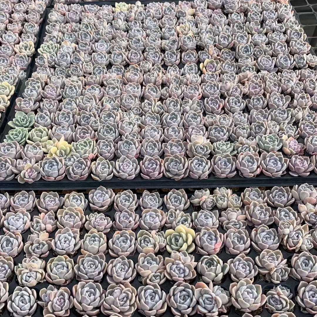 Top【選抜株】多肉植物　25404タイニーバーガー　105個　プラグトレー苗