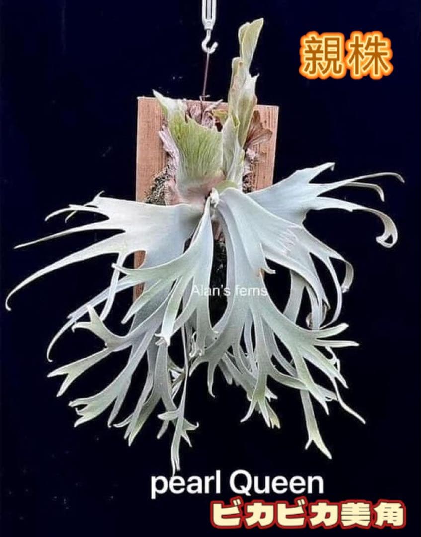 さかな専用　ビカクシダ P. OMG x Pearl Queen spore