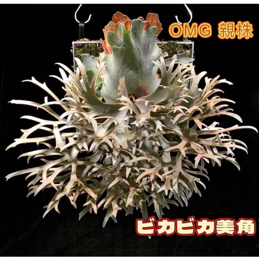 さかな専用　ビカクシダ P. OMG x Pearl Queen spore