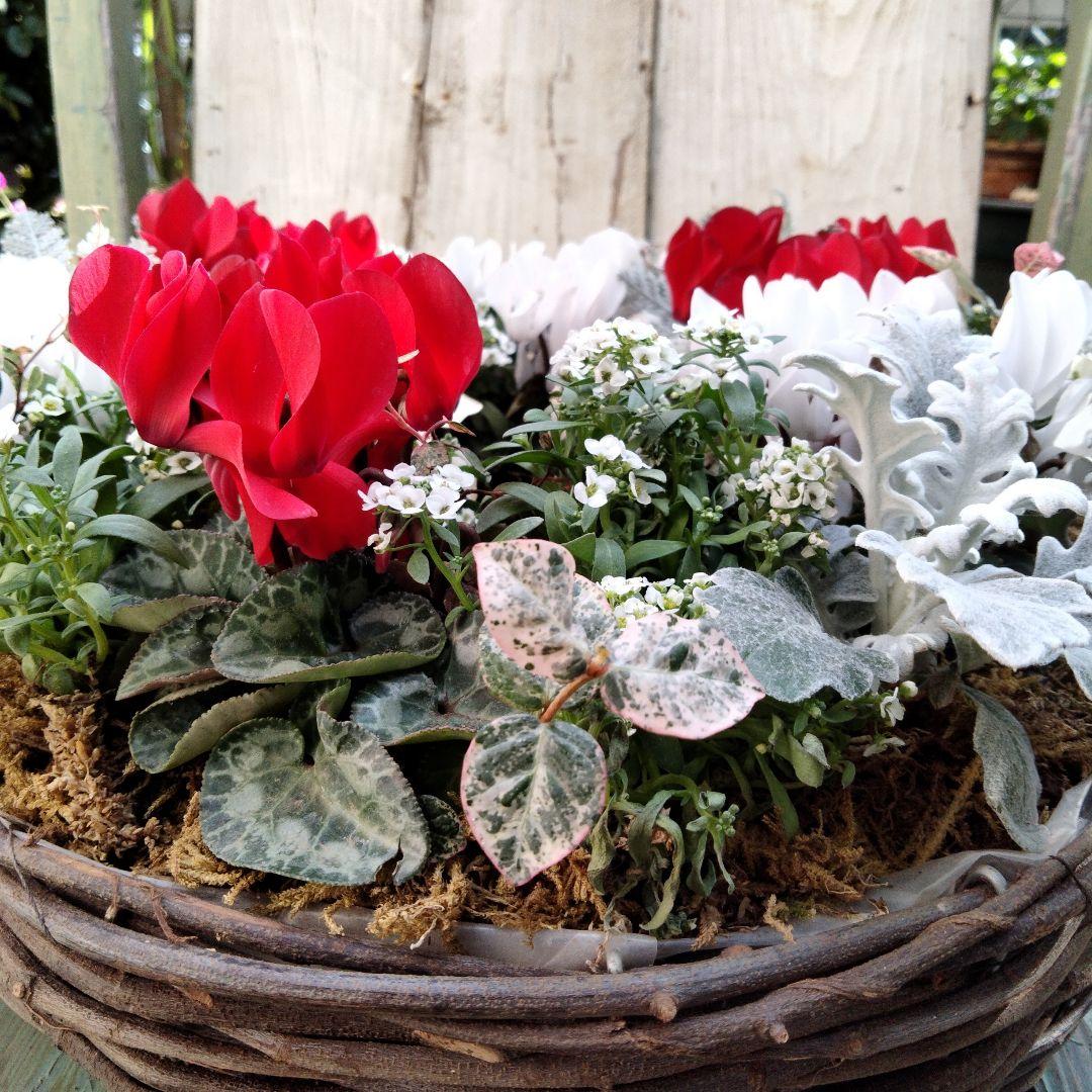 【お値下げしました】花　寄せ植え　クリスマス　リース