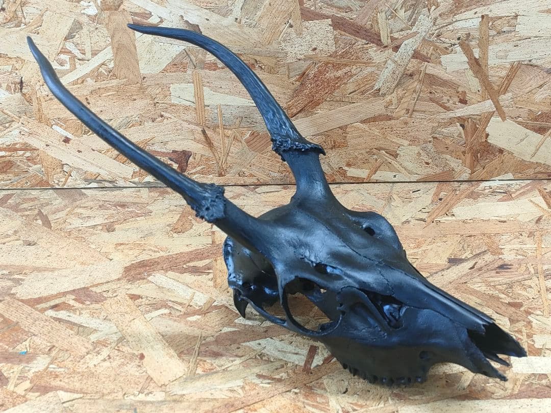 エゾ鹿(ニホンジカ)の頭蓋骨
