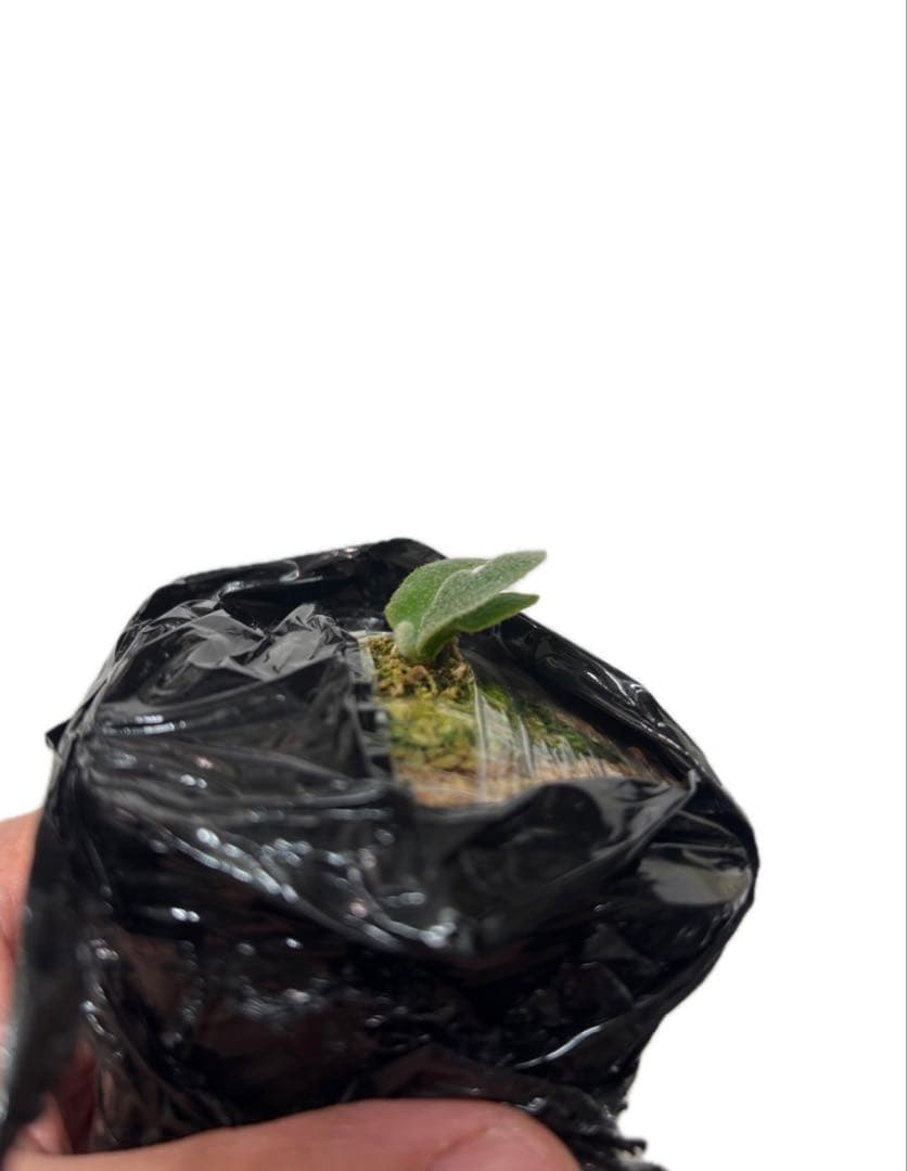 ビカクシダ P.willincki Mew spore