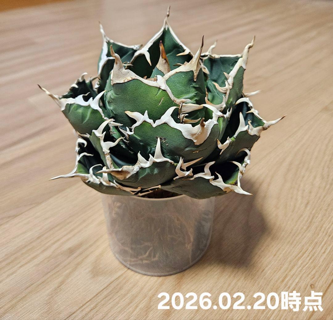 【Agave】白鯨