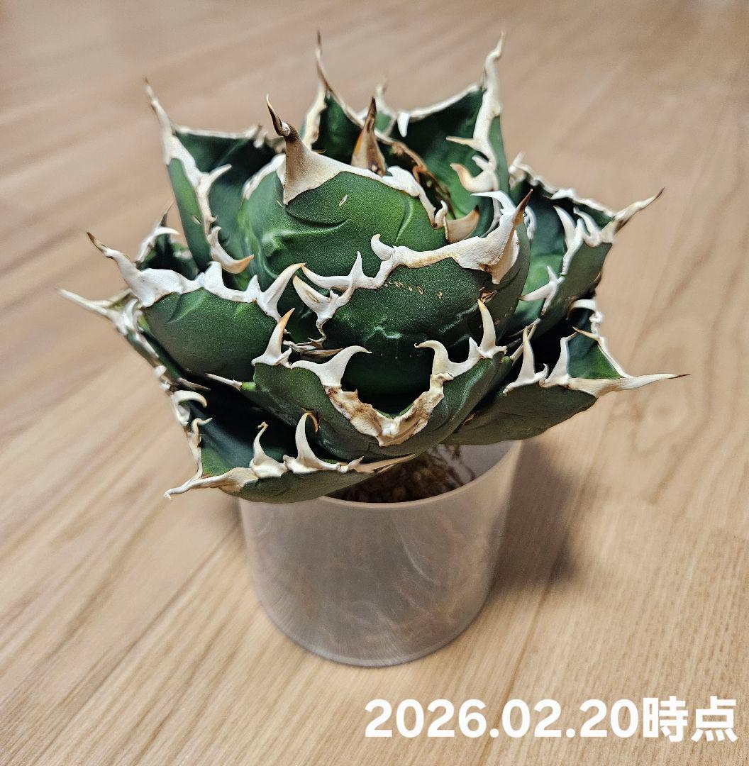 【Agave】白鯨