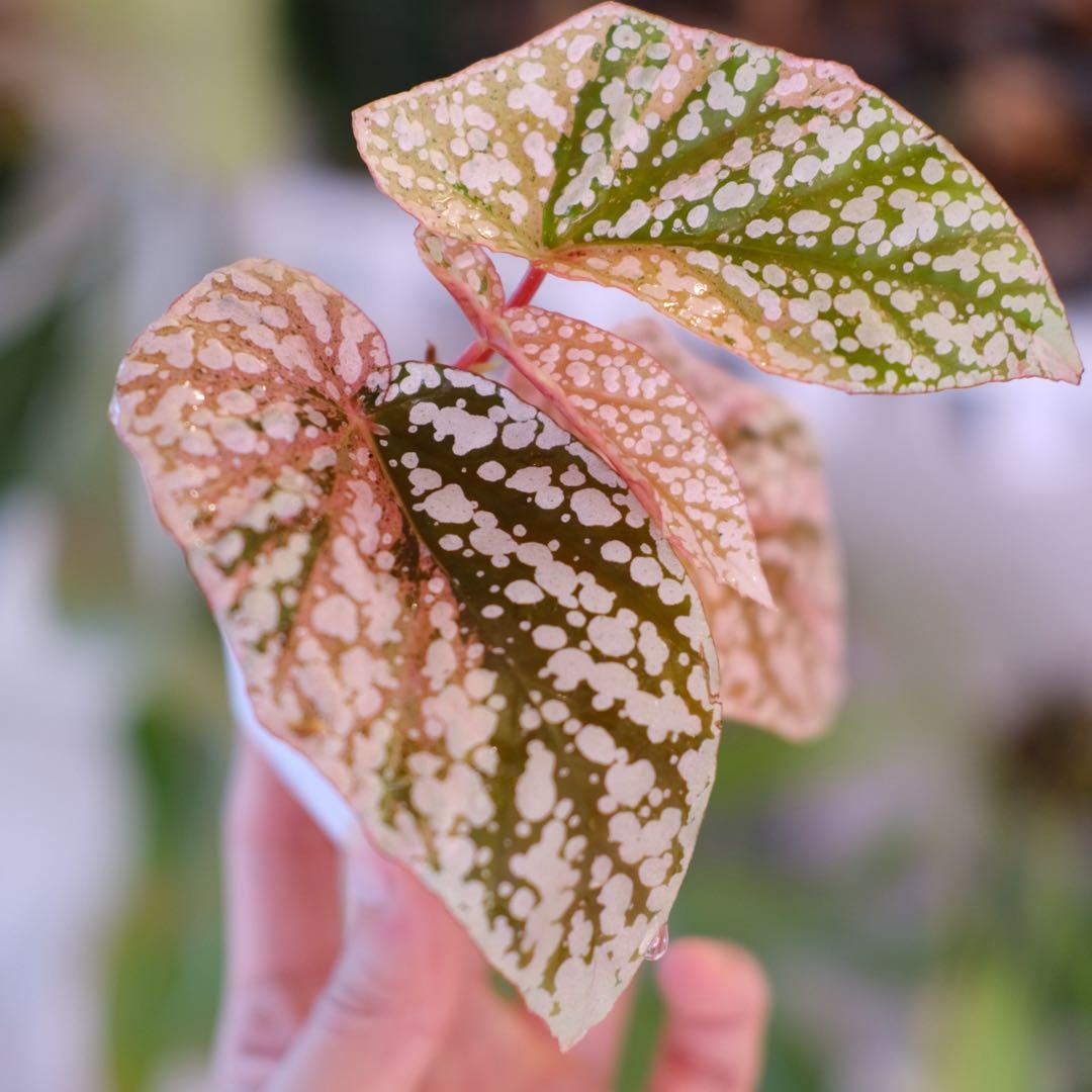Begonia  Capped Variegata｜ベゴニア