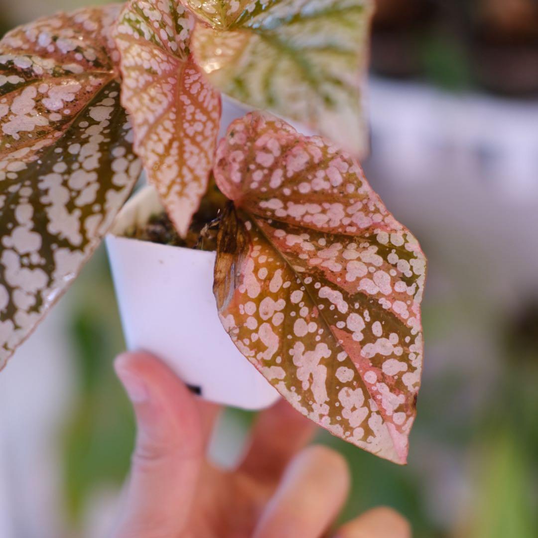 Begonia  Capped Variegata｜ベゴニア