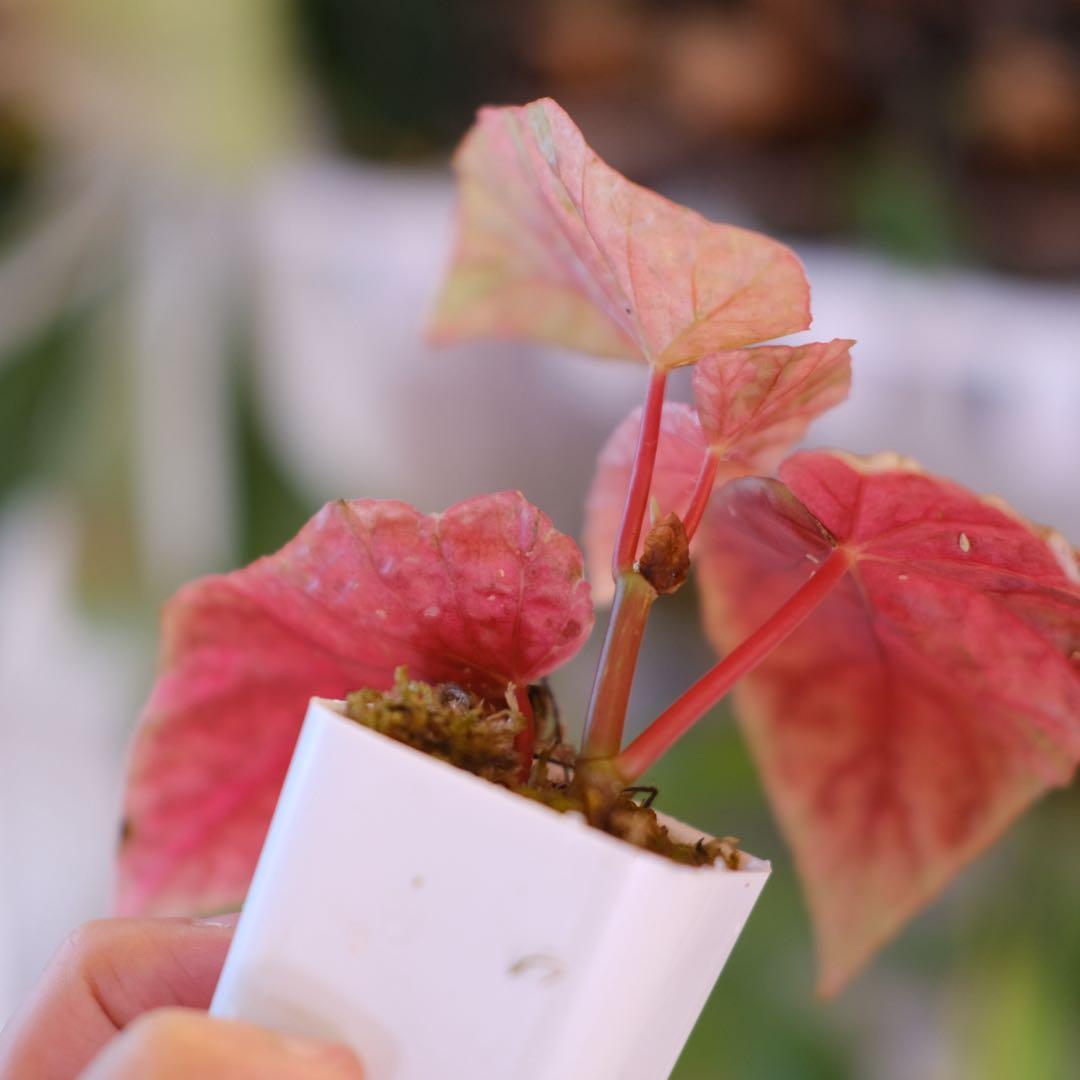 Begonia  Capped Variegata｜ベゴニア