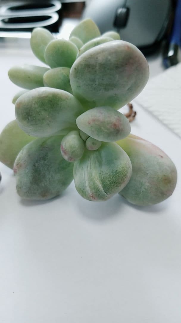 フレニュー錦色班双苗　多肉植物　パキフィツム
