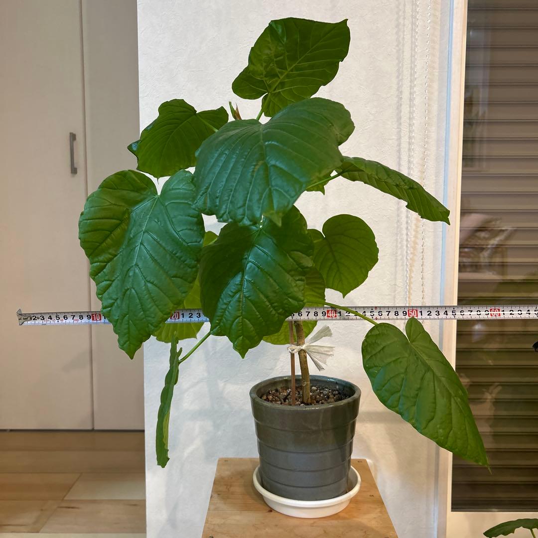 新芽有　5号鉢　鉢上50cm 1番大きな葉20cm 鉢付き　003