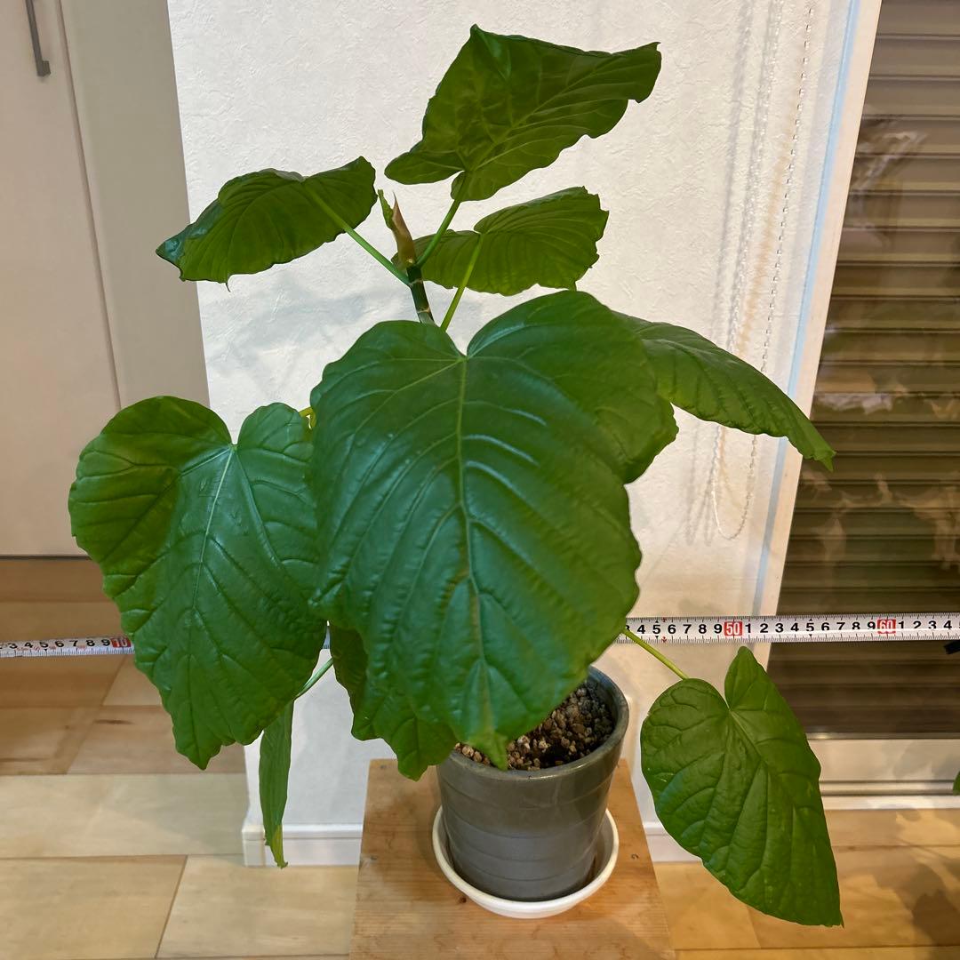 新芽有　5号鉢　鉢上50cm 1番大きな葉20cm 鉢付き　003