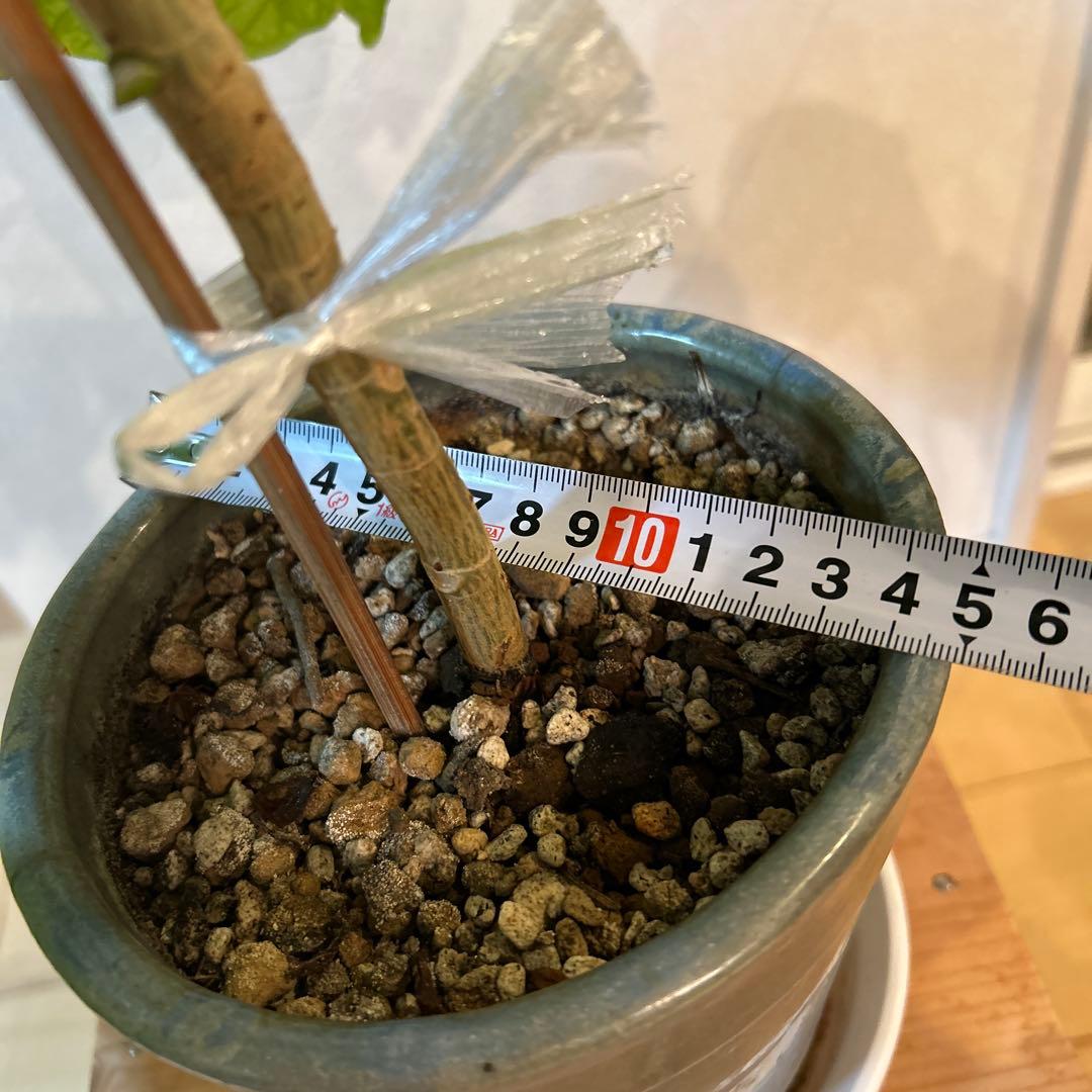 新芽有　5号鉢　鉢上50cm 1番大きな葉20cm 鉢付き　003
