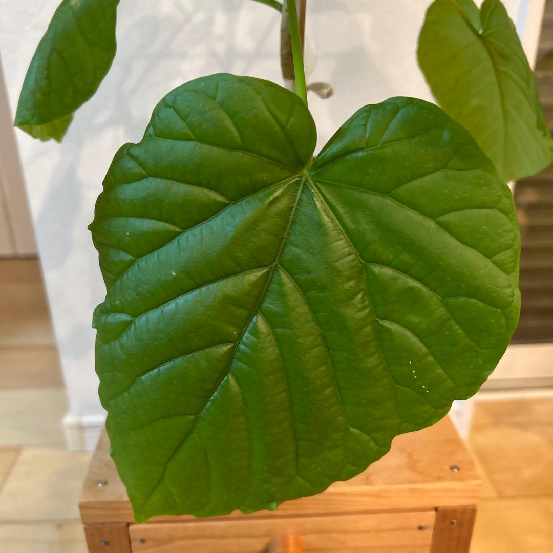 新芽有　5号鉢　鉢上50cm 1番大きな葉20cm 鉢付き　003