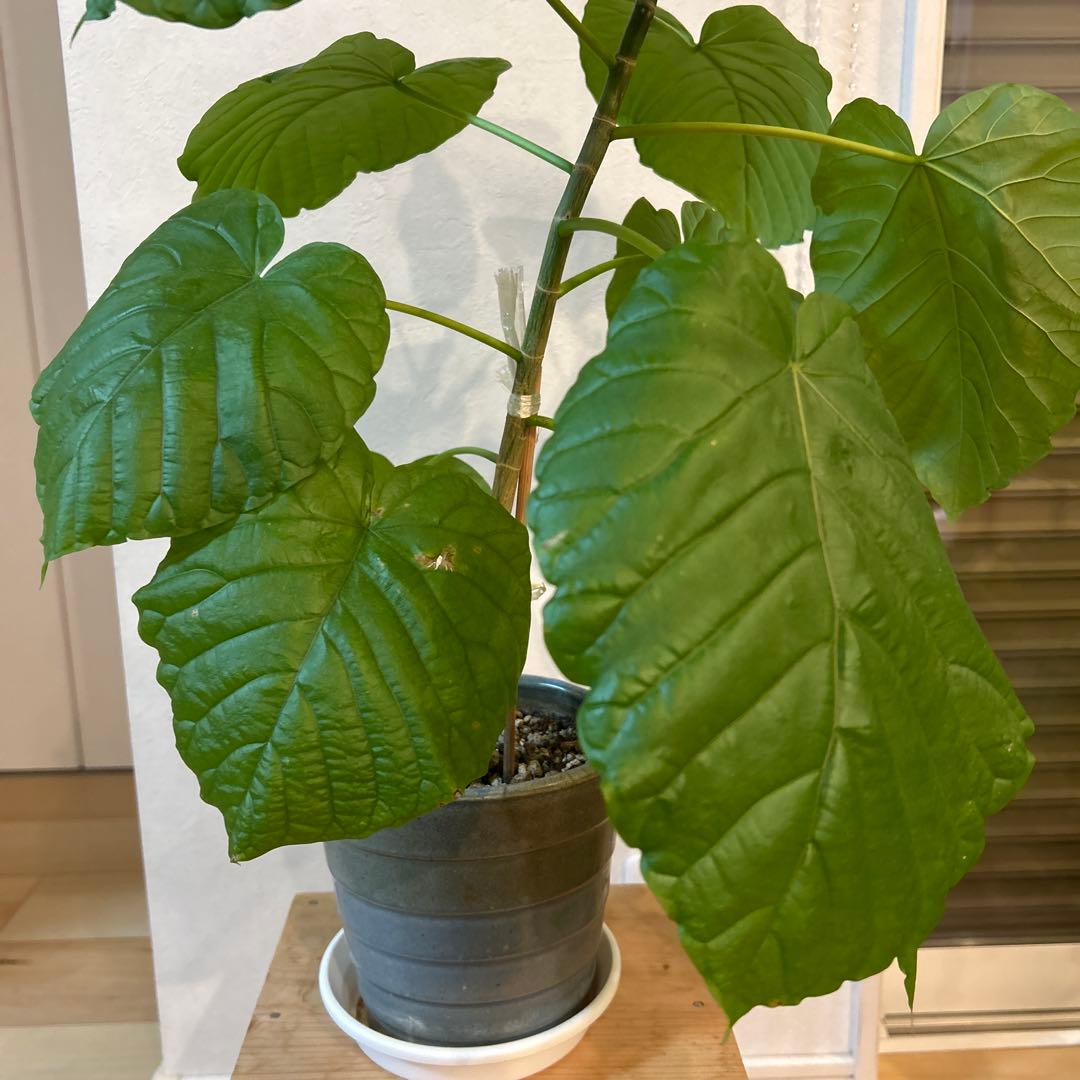 新芽有　5号鉢　鉢上50cm 1番大きな葉20cm 鉢付き　003