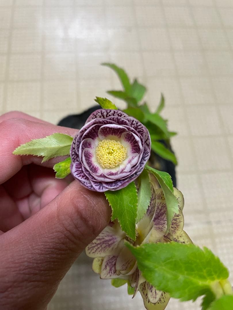 花無し株 26-064 エクリプス 加藤農園 クリスマスローズ 同梱可能