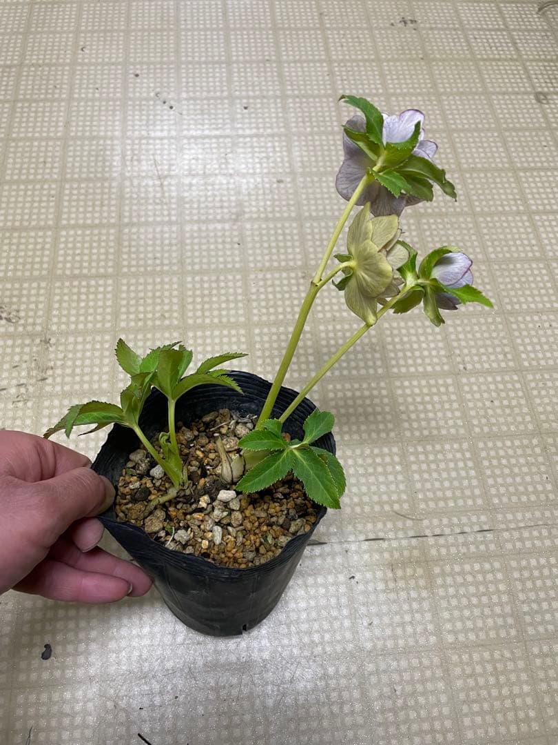 花無し株 26-064 エクリプス 加藤農園 クリスマスローズ 同梱可能