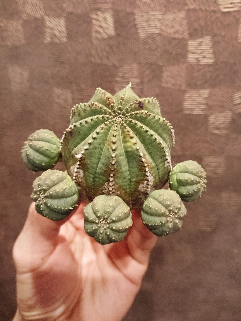 希少 木質化 ユーフォルビア オベサ 斑入り子株付き