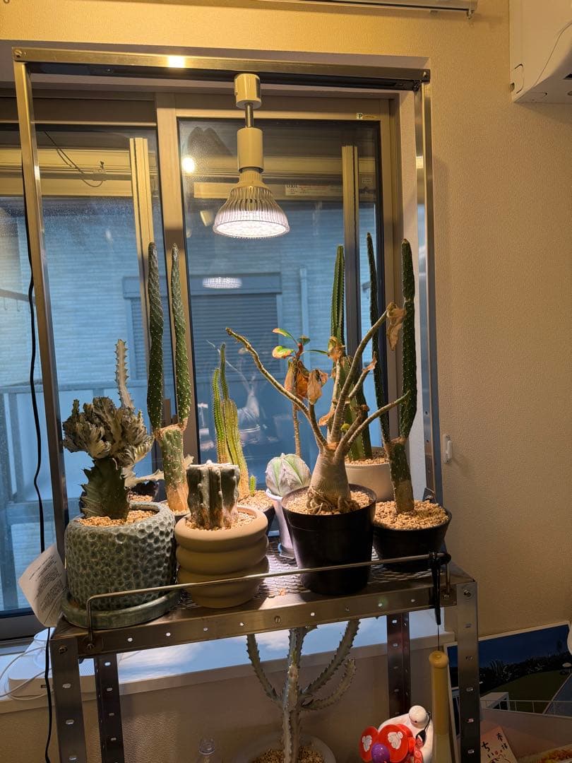 MILLS 植物棚