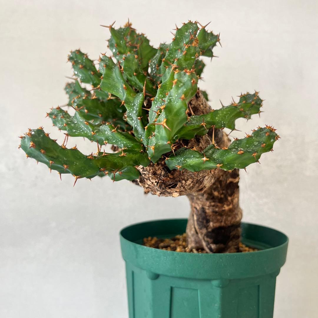 ユーフォルビア　クラビゲラ　現地球　Euphorbia clavigera Ⅱ