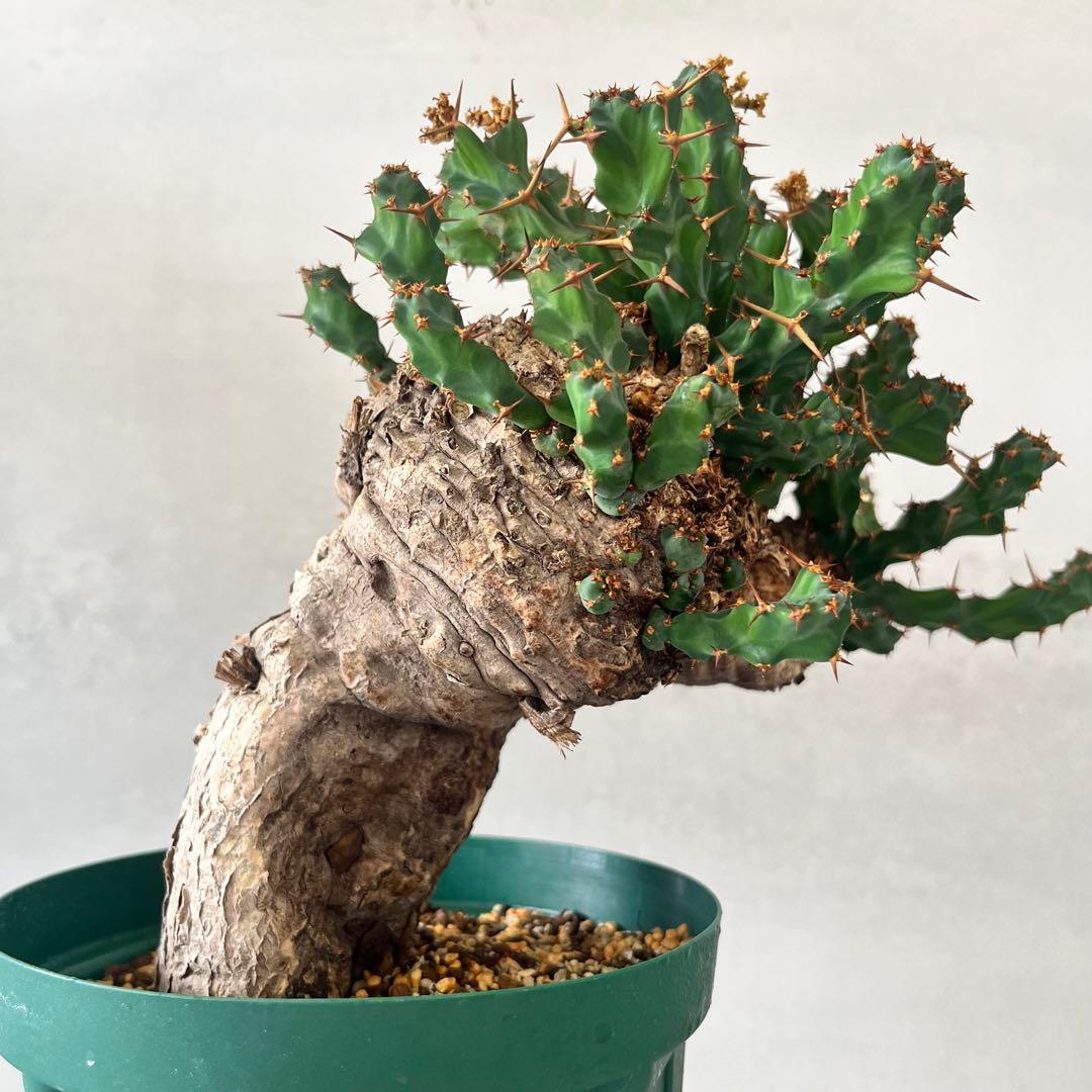 ユーフォルビア　クラビゲラ　現地球　Euphorbia clavigera Ⅱ