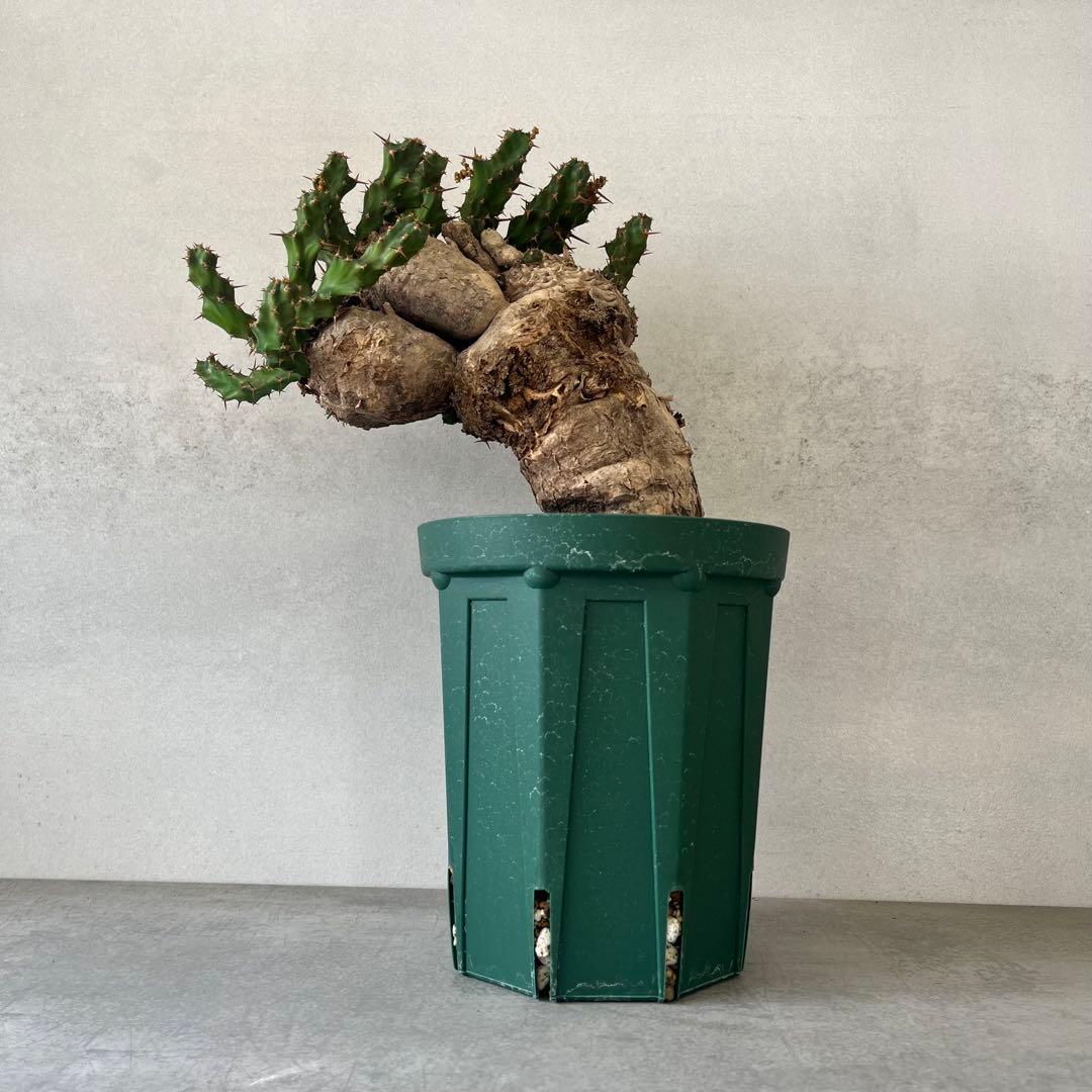 ユーフォルビア　クラビゲラ　現地球　Euphorbia clavigera Ⅱ