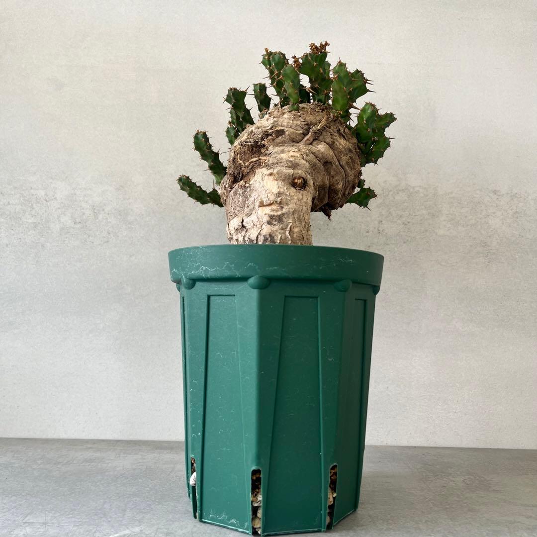 ユーフォルビア　クラビゲラ　現地球　Euphorbia clavigera Ⅱ
