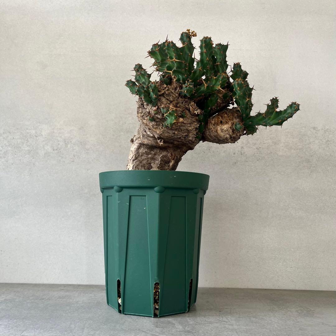 ユーフォルビア　クラビゲラ　現地球　Euphorbia clavigera Ⅱ
