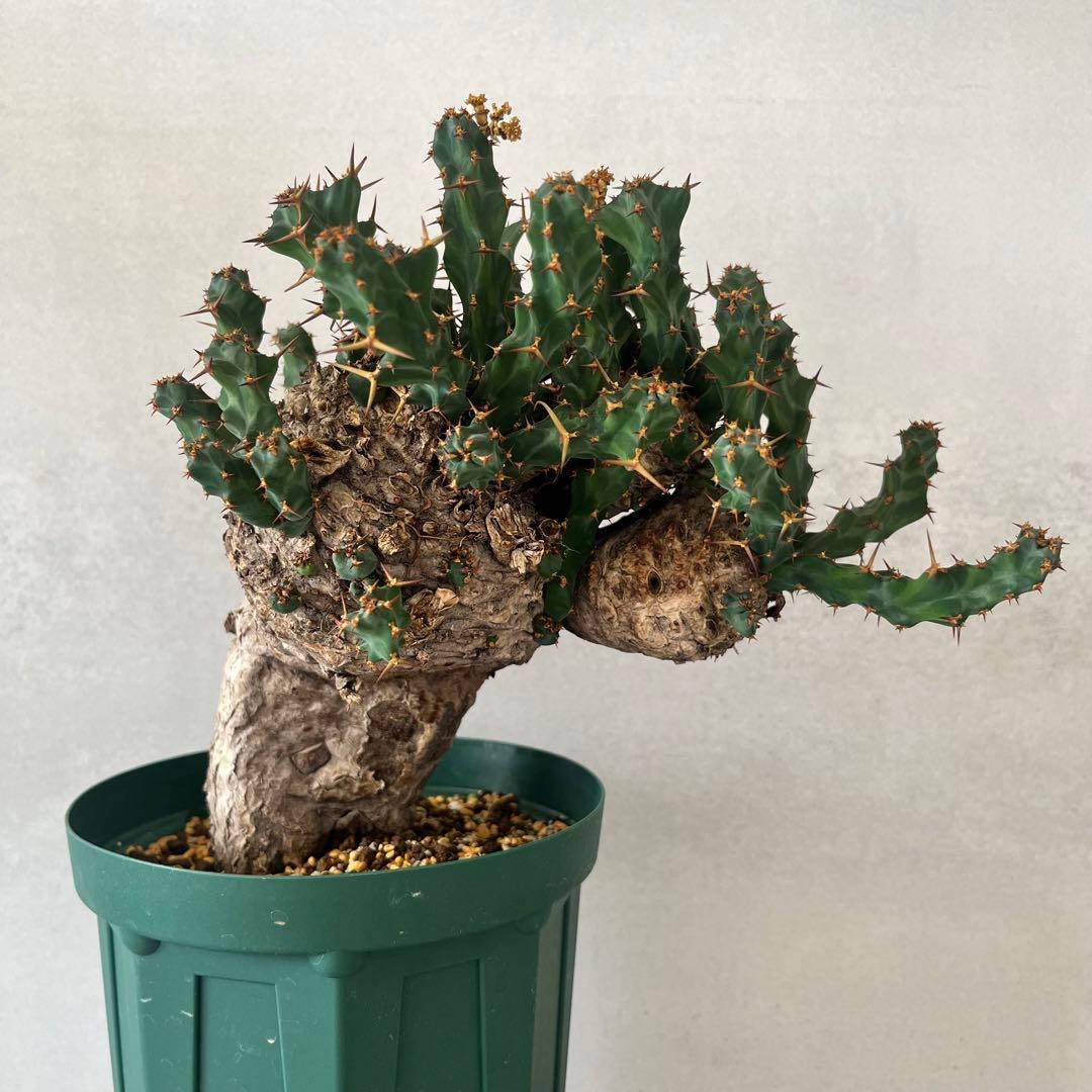 ユーフォルビア　クラビゲラ　現地球　Euphorbia clavigera Ⅱ