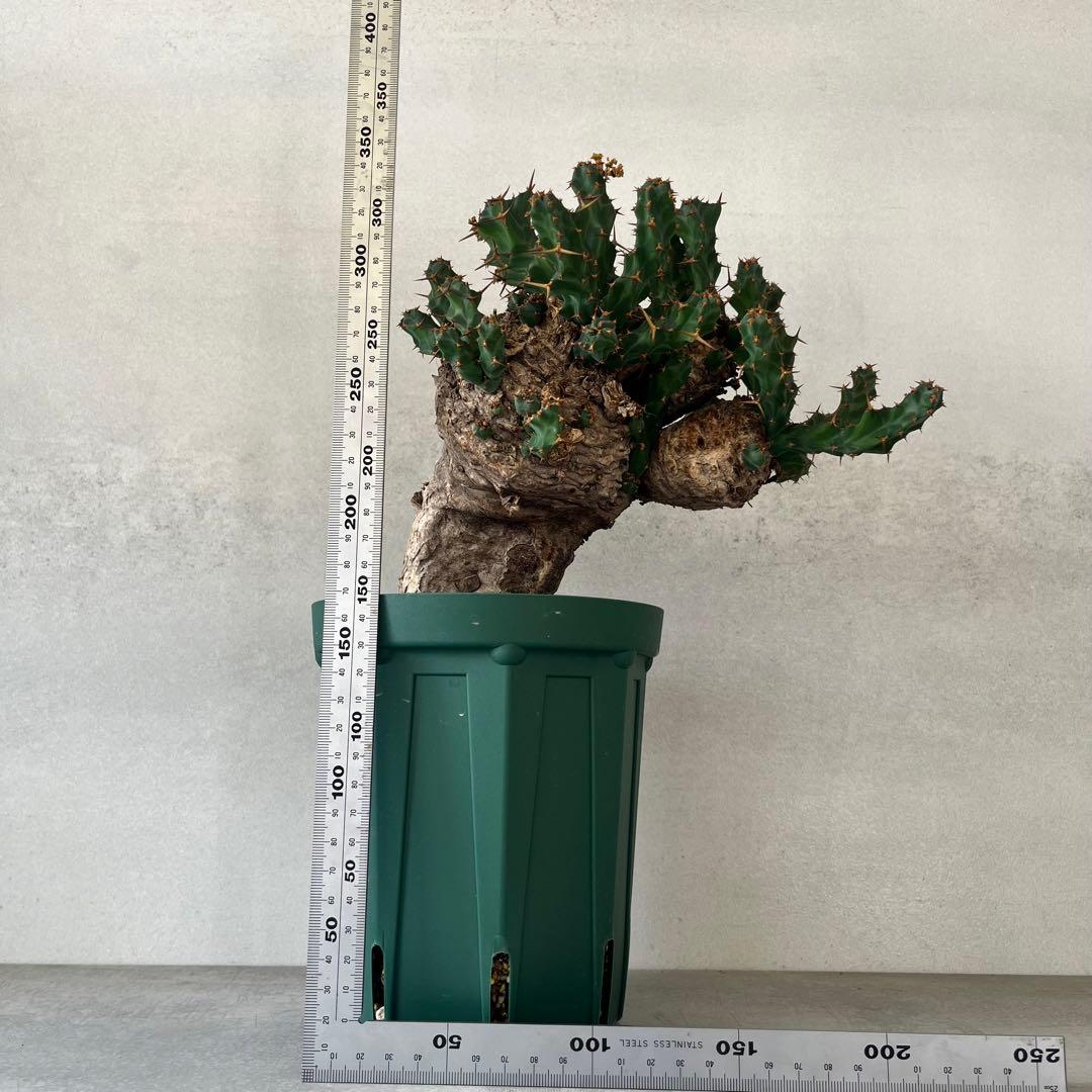 ユーフォルビア　クラビゲラ　現地球　Euphorbia clavigera Ⅱ