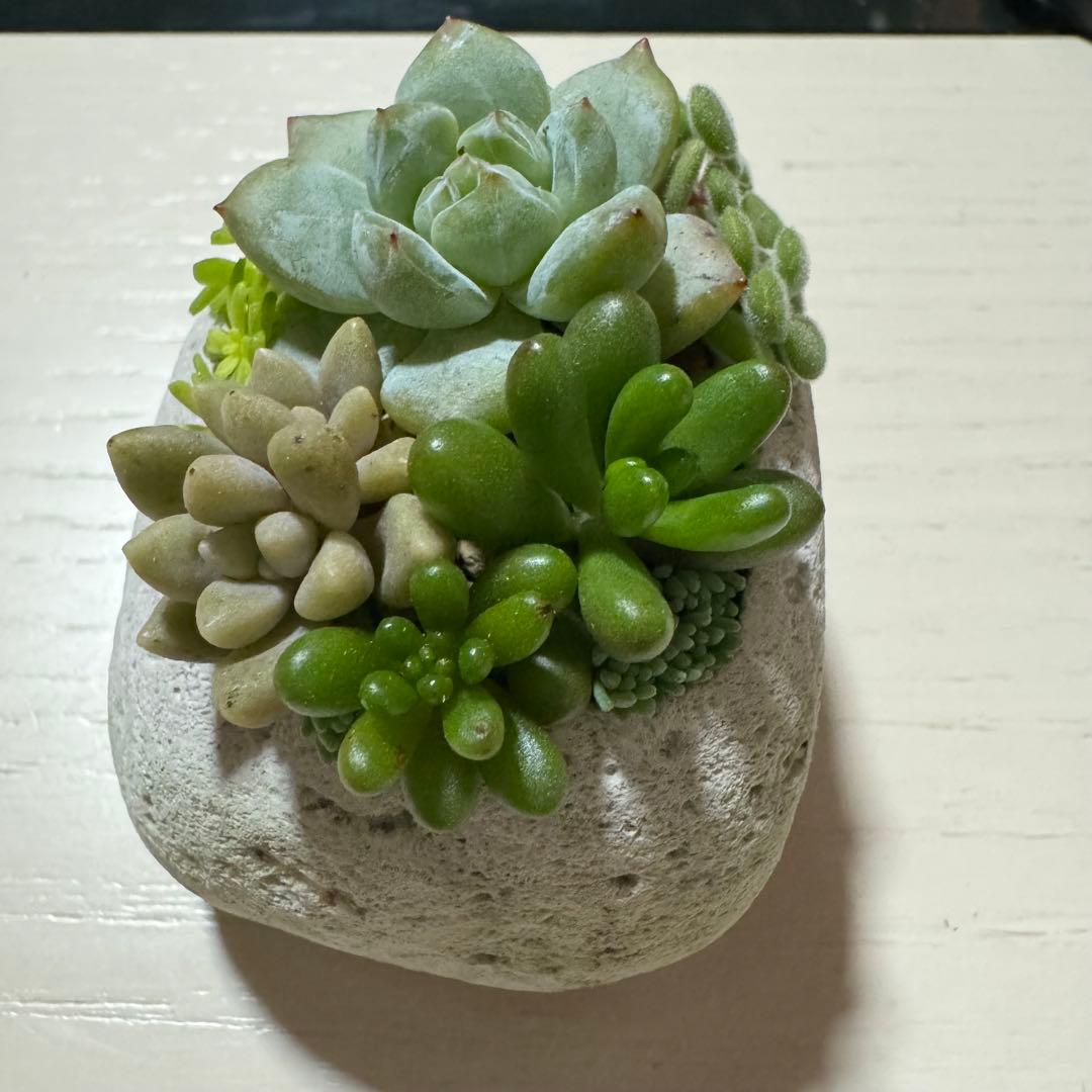 多肉植物 寄せ植え 軽石鉢 虹の玉 レッドベリー 姫秀麗 ロックガーデン