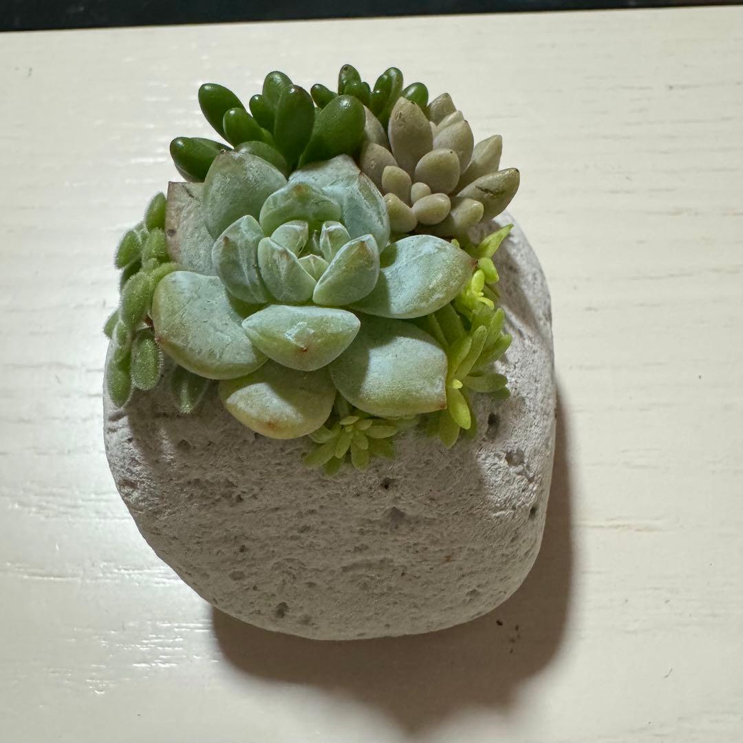多肉植物 寄せ植え 軽石鉢 虹の玉 レッドベリー 姫秀麗 ロックガーデン