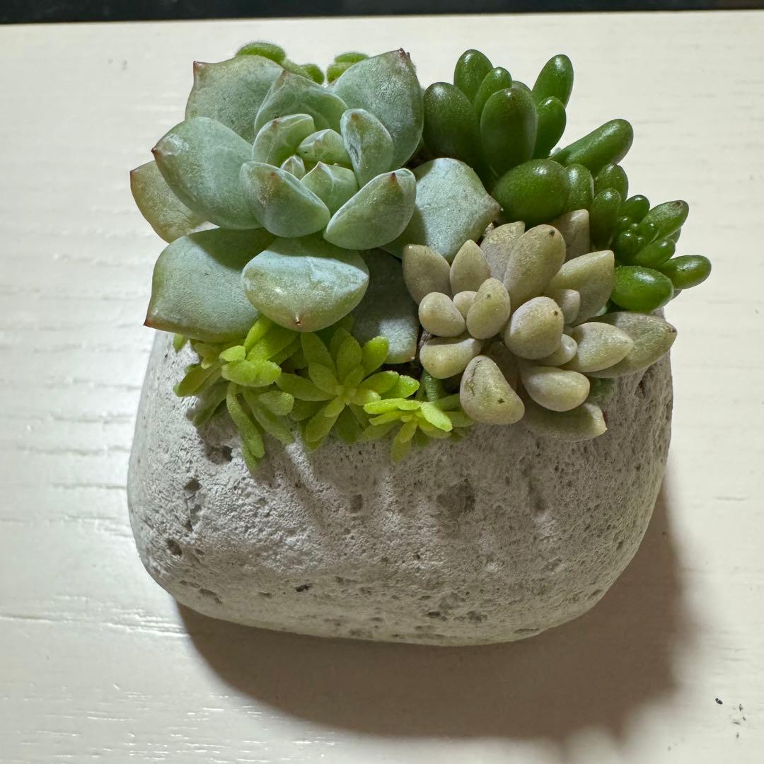 多肉植物 寄せ植え 軽石鉢 虹の玉 レッドベリー 姫秀麗 ロックガーデン