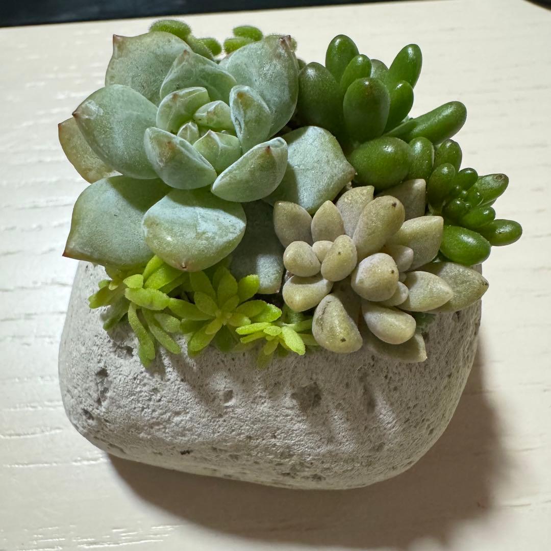 多肉植物 寄せ植え 軽石鉢 虹の玉 レッドベリー 姫秀麗 ロックガーデン
